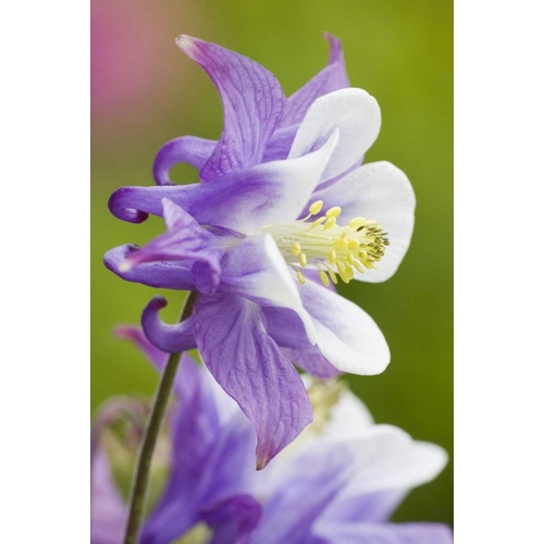 Columbine flower close-up in garden